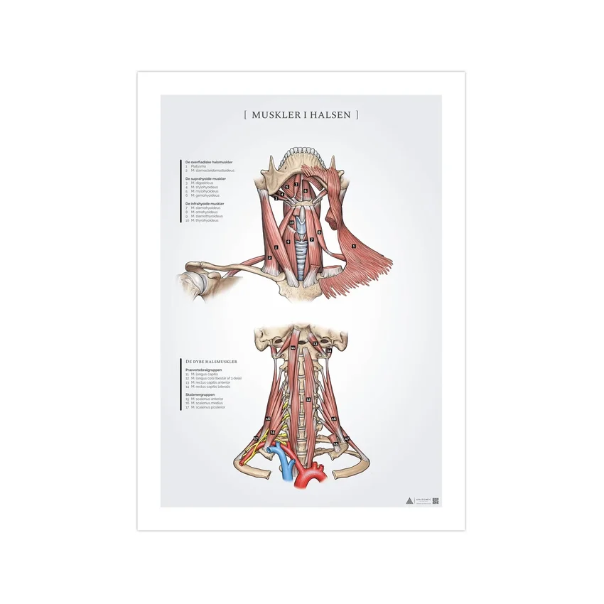 Póster de anatomía de los músculos del cuello 50x70 mm