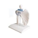 Articulación del hombro con ligamentos con soporte