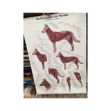 Póster Musculatura del perro 70x100 cm