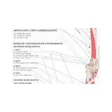Anatomía del sistema musculoesquelético sueco y latín