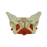 Modelo de pelvis femenina con suelo pélvico