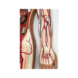 Modelo del sistema cardiovascular
